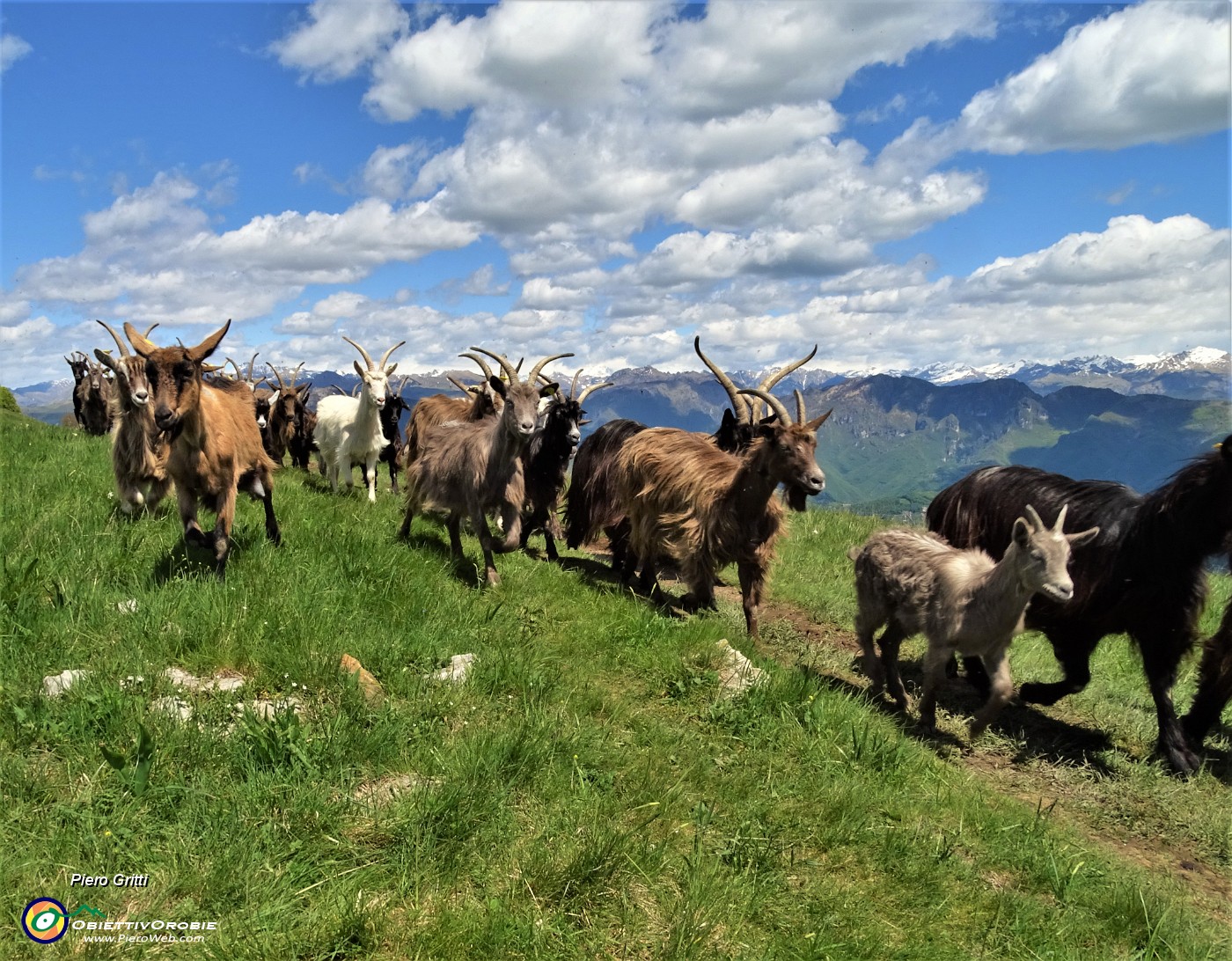 61 Capre orobiche di pascolo in pascolo in lunga fila.JPG